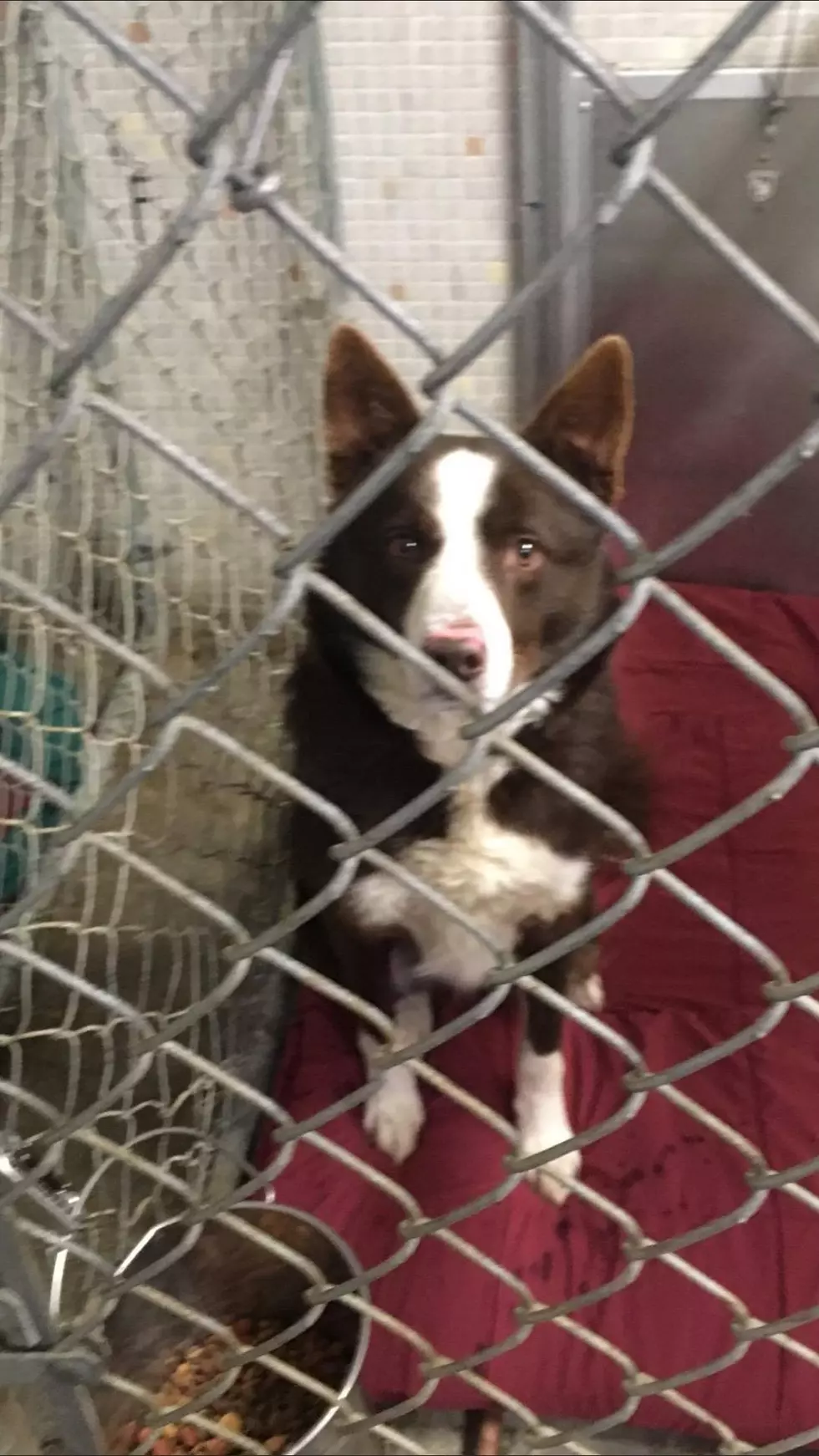 Maverick Has a New Home, But There’s More To This Story