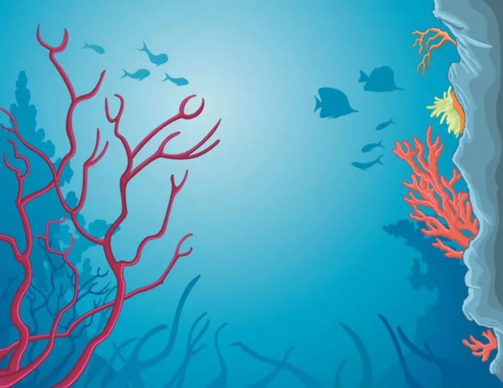 Spiff Up Your Aquarium This Weekend
