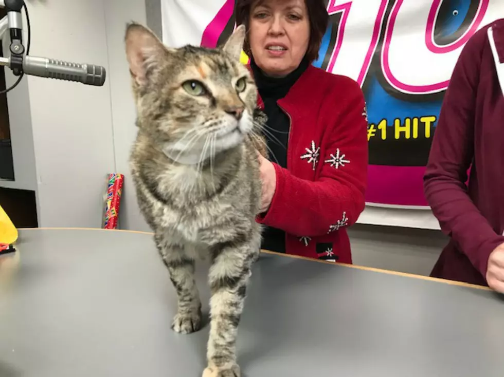 KIIK 104.9’s Pet of the Week: Sofia