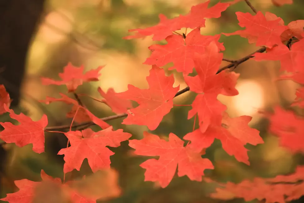 fall