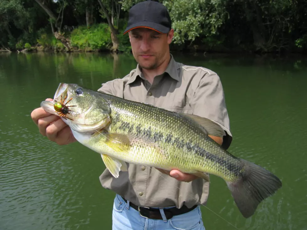 Largemouth bass
