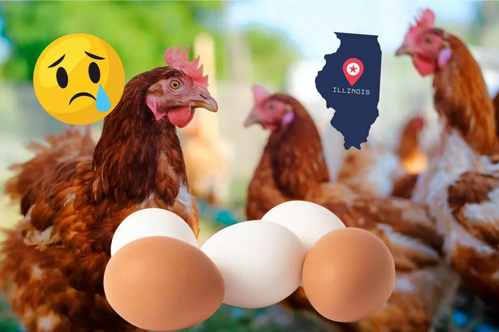 This Is Why The Price Of Eggs In Illinois Could Skyrocket